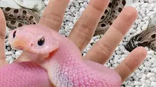 HATCHED PINK HOGNOSE SNAKES!! INSANELY COOL!! | BRIAN BARCZYK