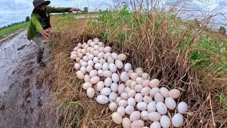 Oh Oh! farmer pick duck eggs in the rice field under grass after the rain pick a lot of