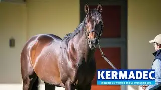 AUS: Kermadec 2022 Stallion Showreel