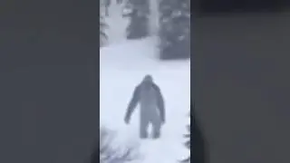 BIGFOOT Or The ALPINE WILDMAN!? #bigfoot #sighting #cryptids