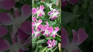 Colorful flowers are playing all over our garden.#purple#light pink#pink white combination orchids.