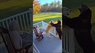 Terrifying Moment: Brown Bear Attacks Elderly Woman &ndash; Brave Dog Saves Her Life! #animals  #wildlife
