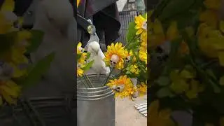 Jasper helping
