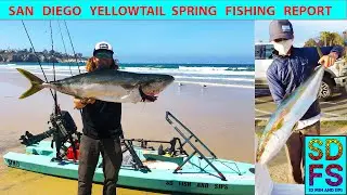 San Diego Yellowtail Spring Fishing Report: 30lb La Jolla Yellowtail Trolling A Nomad DTX Minnow 140