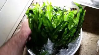 Huge Masses Of Java Fern Removed From One of My Tanks (8/13/18)