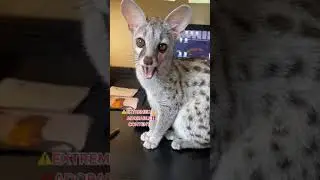 The Common Genet