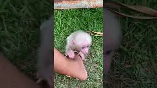 #monkey #babymonkey #adorablemonkey #short #poorbabymonkey #monkey2025