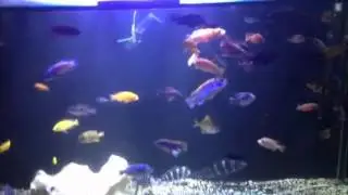 Check out my new maxspect razor led unit on a cichlid tank!