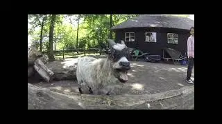 Opera Goats