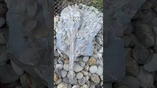 We found this hidden within a huge boulder! 🏝️ Jurassic fossil is over 180 Million Years Old! 🌅
