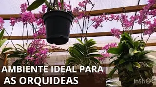 What is the best environment for growing orchids?