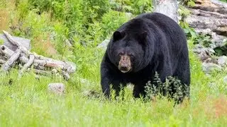 American Black Bear - (Ursus americanus)