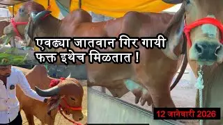 ऑफरच्या गायी 25000/- आणि 31000/-  मध्ये ! नववर्षाचा नवीन स्टॉक | Gir Cow for Sale 2026 @girkranti