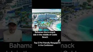 Top 5 Pet Friendly Resorts in the Caribbean 2024