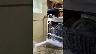 Smart cat opens door to get into garden