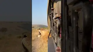 Lion Safari Roar next to Game Viewer #wildlife #safari