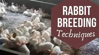 Breeding in  Rabbit: How to Cross and increase your Rabbit, heat period in rabbit