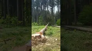 Effekt kein Splintschnitt gemacht 🪚 Splintholz h&auml;lt den Baum, rei&szlig;t aber auf_Sicherheit geht vor✅🌲