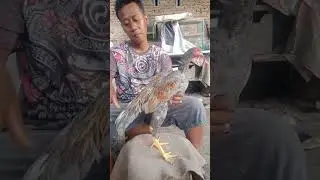 afsen anakan Amerika plucker appolo G20 x diamond samansandang 🇲🇨🇹🇭🙏