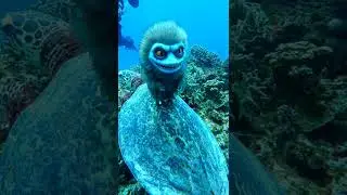 Rare Sea Creature Spotted | Hairy Sea Demon | Scuba Diving | Kerama Islands | Okinawa, Japan