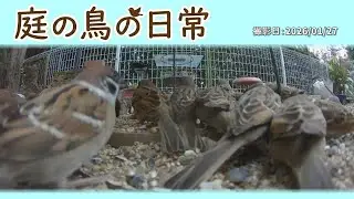 【庭の鳥の日常】(26,01,27) 尻尾なしちゃんの尻尾が少し生えてる