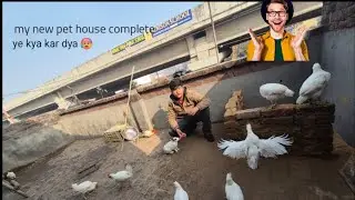 My new pet house complete🏤 #video #viralvideo #viralfeed 
