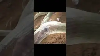 Nematodes video #Shorts #Nematodes #Agri nematodes #Agriculture video #Agri class