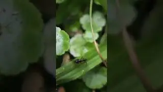 Some ANTS Live DECADES 🐜 Animal Fact Files #facts #animals #wildlife
