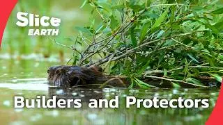 Beaver & Monkey Fathers: Nature&rsquo;s Architects of Family |&nbsp;Part 4 | SLICE EARTH