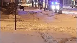 Жители Луховиц сняли на видео оленя на детской площадке