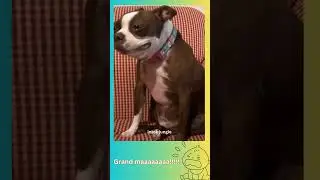 When Your Dog Hates Your Singing&hellip; 😅🐾|#dogreacts  #shorts