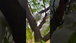 Say mashallah 🥰 #cats #catlovers #shortvideo #youtubeshorts #catvideos #beautifulcat #cat #shorts