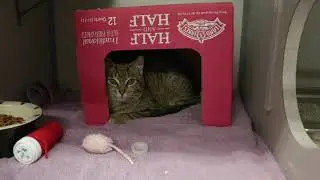Animal Welfare Association Social Media Video - Quality Care For Animals 2