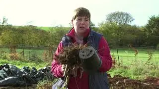 Autumn Dahlia care - What to do with your Cut flower Dahlias after the frost