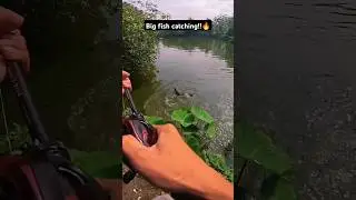 Catching big fish in river!! | Latest match fishing videos 2024 #fishing #fish #shorts #music