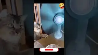 🥒 Pickle Time with Pets! Reactions You HAVE to See! 🐶🐱😂