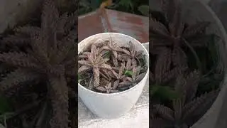 My home garden