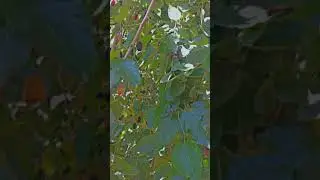 1Bview