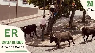 Espera de Gado- Sanjoaninas 2025 - Touros de ER -Terceira - Açores