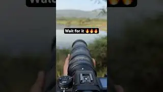 Master wildlife photography with the perfect lens