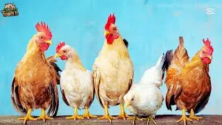 10 Most Beautiful Chickens In The World I Animal Kingdom Wonders