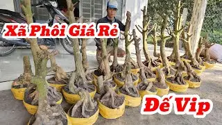 26/1☎️Mai Vàng Giá Rẻ☎️0974495993 Anh Phương☎️Xã Phôi Mai Vàng Đế Đẹp Hoành To Giá Rẻ