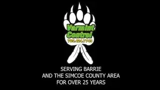 3 PARTY ANIMALS IN STROUD, ONTARIO  (VARMINT CONTROL BARRIE)