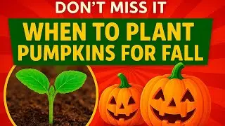 🎃 When to Plant Pumpkins for a Perfect Fall Harvest 🌱