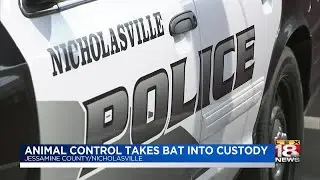 Animal Control Takes Bat Into Custody