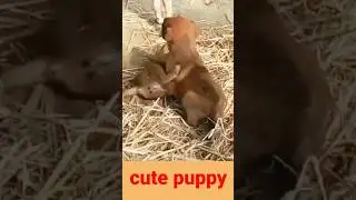 Baby dog fight#puppy barking#5kviral#shorts