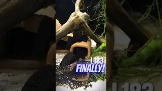 FINALLY L183 male kept the eggs until hatching ✌️