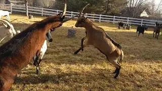 Goat Communication, New Kids On The Block