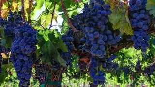 Grapes Stock Video | Royalty Free Stock Video For YouTube | Vimadeos.com | Free Stock Footage