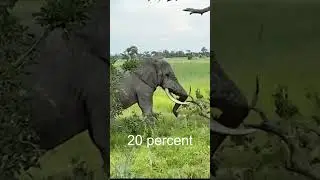 Elephant destroys Tree - Elephant vs  Huge Trees